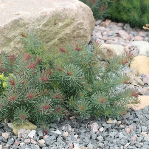 Vårtörel 'Fens Ruby'