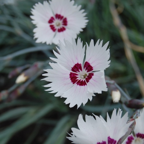 Fjädernejlika 'Marieberg'