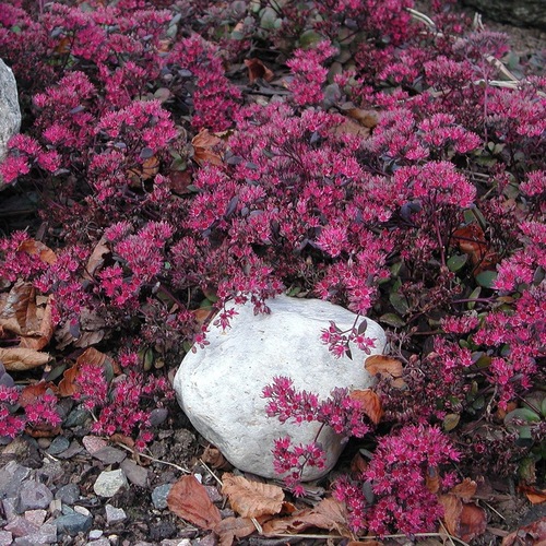 Kärleksört 'Bertram Anderson'