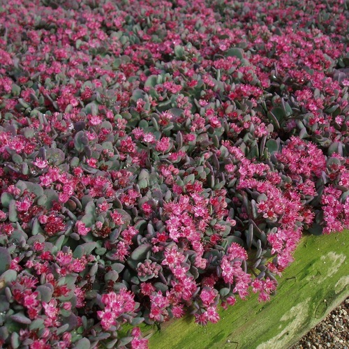 Kärleksört 'Lidakense'