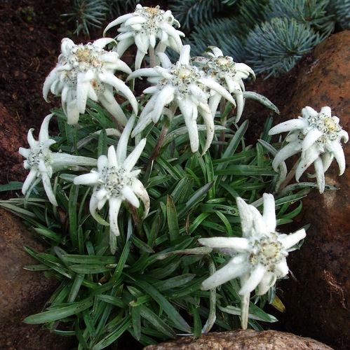 Edelweiss