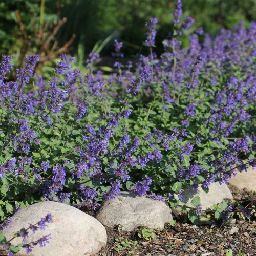 Bergnepeta 'Superba'