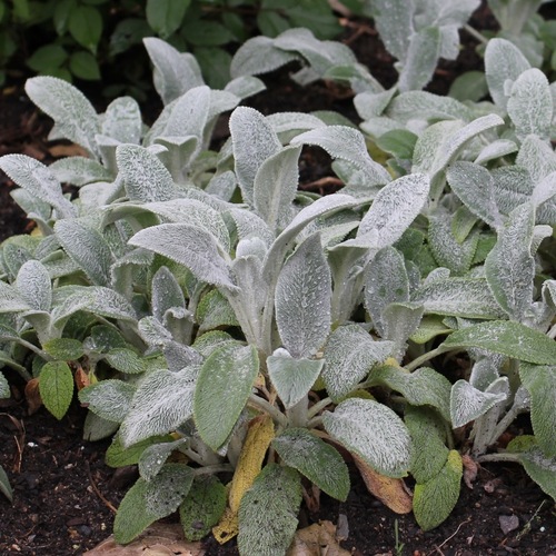 Lammöron 'Silver Carpet'