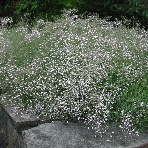 Rosenslöja 'Rosenschleier'