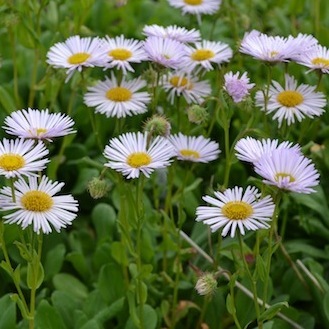 Strandbinka 'Fru Frida Lindström'