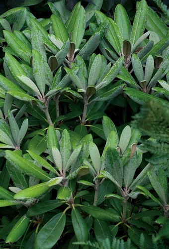 Yakushimanumrododendron