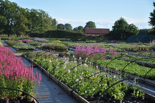 Ombergs plantskola, strax utanför Vadstena, är specialiserad på odling av perenner.