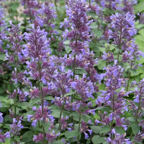 Kantnepeta 'Blue Wonder'