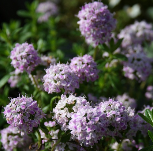 Kaskadtimjan 'Odoratus'